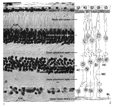 retina.gif (112716 bytes)